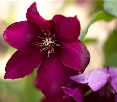 Clematis 'Rouge Cardinal'