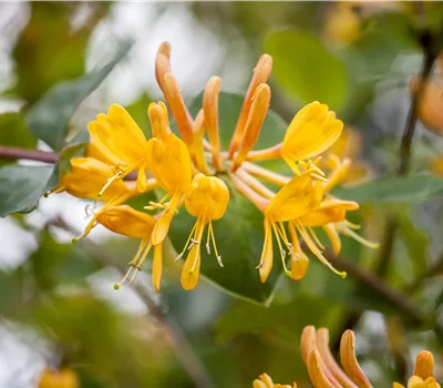 Lonicera tellmanniana