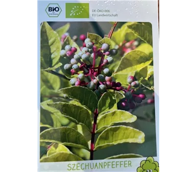Zanthoxylum piperitum