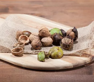 Juglans regia 'Lara' Juglans regia 'Lara'
