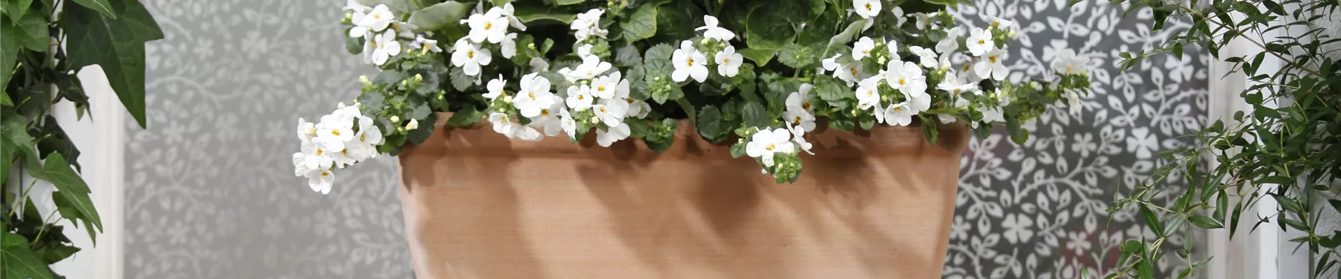 Bacopa Bacopa