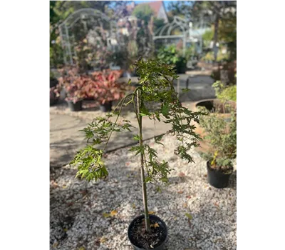 Acer palmatum 'Cascade Citrin'