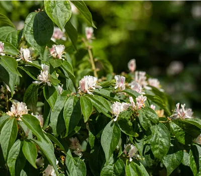 Lonicera tatarica