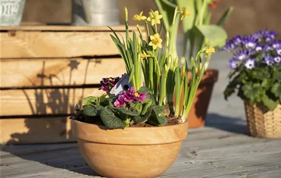 Pflanzschalen bringen Grün in den Eingangsbereich und auf die Terrasse  Pflanzschalen bringen Grün in den Eingangsbereich und auf die Terrasse