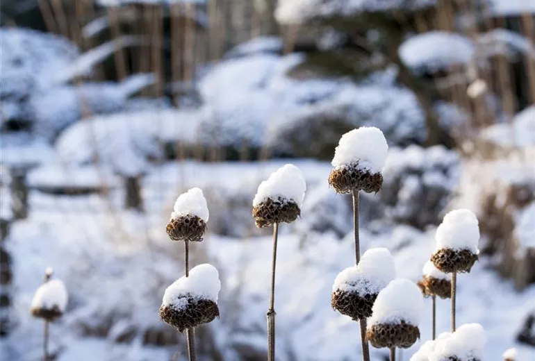 Sträucher mit Schnee