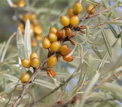 Hippophae rhamnoides 'Friesdorfer Orange' Hippophae rhamnoides 'Friesdorfer Orange'