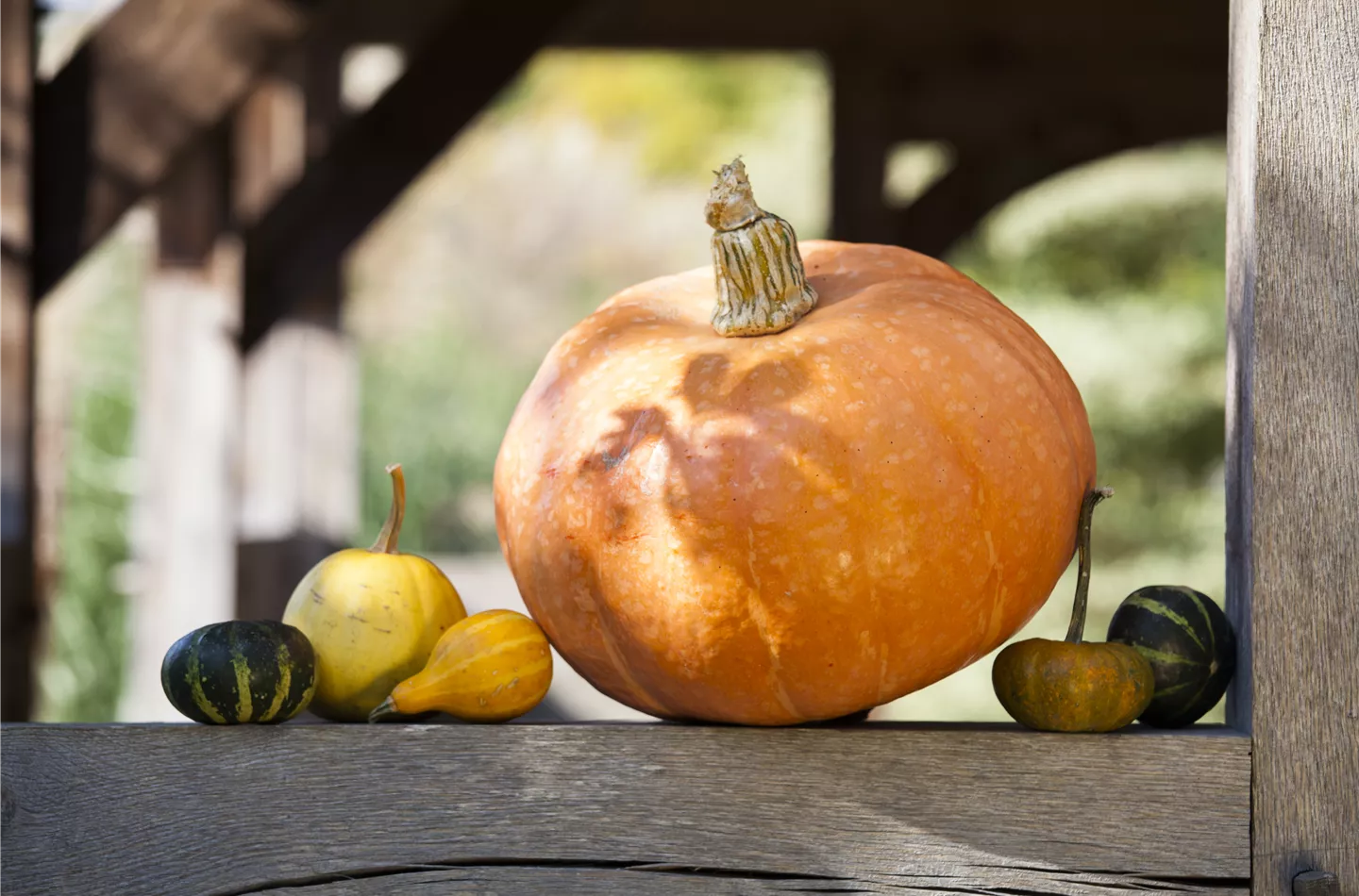 Kürbisernte Kürbisernte