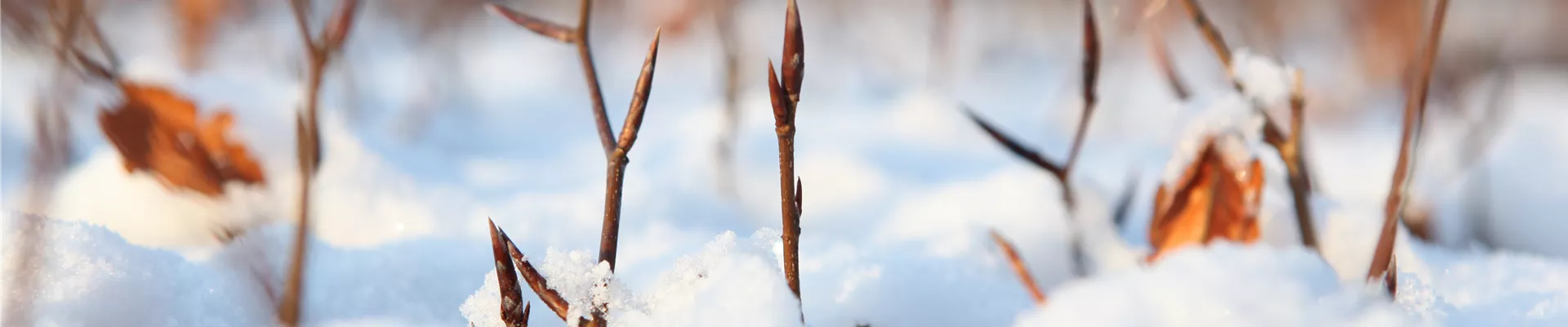 Winterhecke Winterhecke