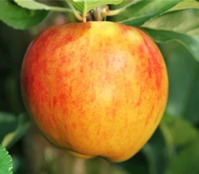 Malus domestica 'Suncats'® Malus domestica 'Suncats'®