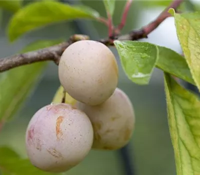 Prunus armeniaca 'Ungarische Beste'