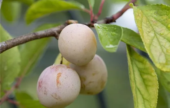 Prunus domestica subsp. syriaca 'Mirabelle von Nancy'