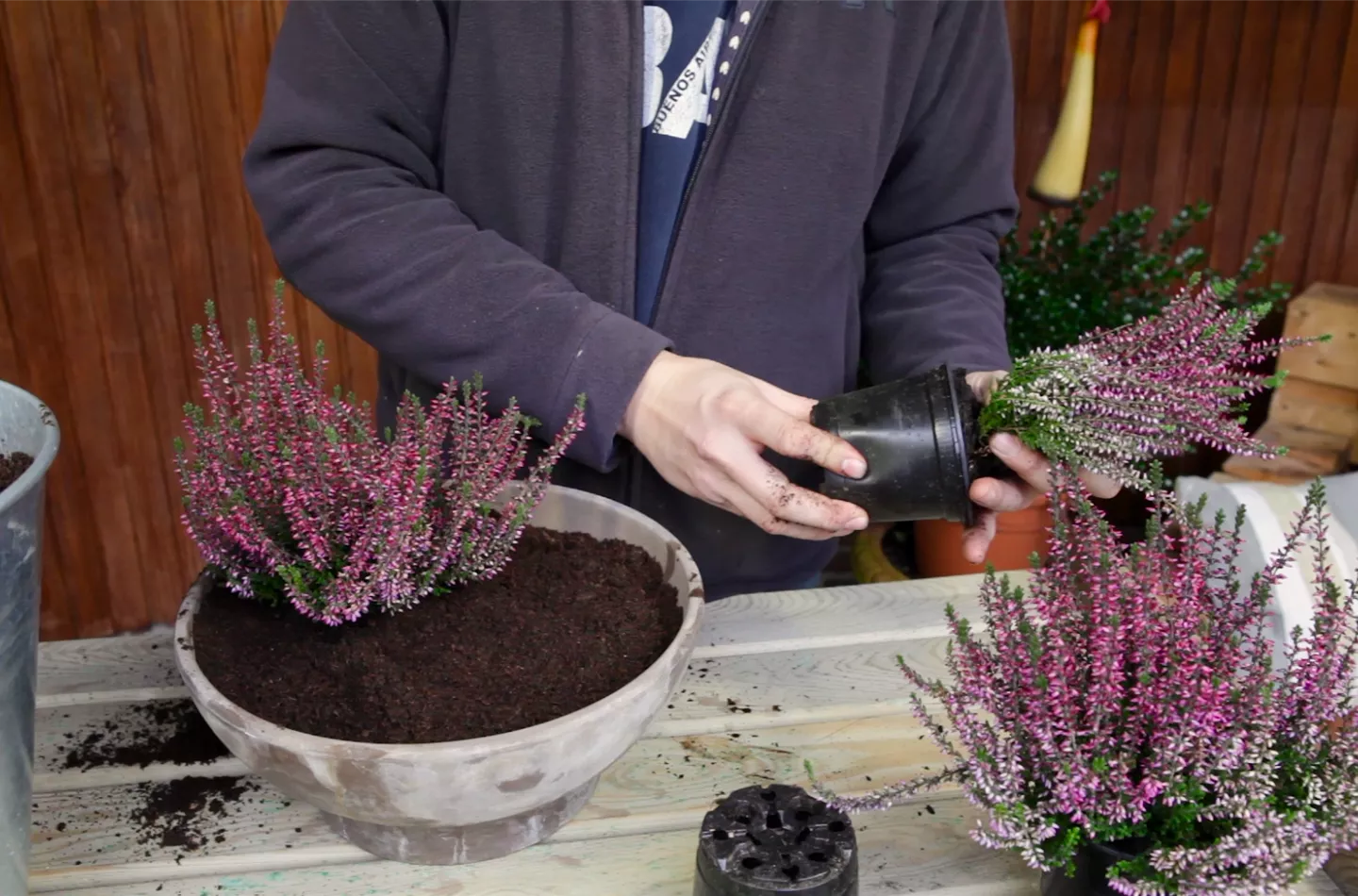 Knospenheide - Einpflanzen in ein Gefäß