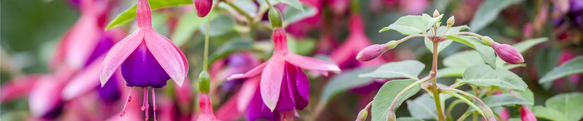 Fuchsia Fuchsia