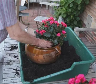 Blumenkübel - Bepflanzen mit mehreren Sommerblumen Blumenkübel - Bepflanzen mit mehreren Sommerblumen