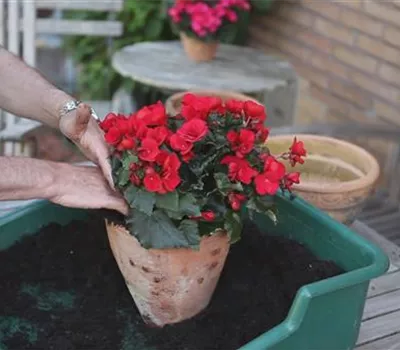 Blumenkübel - Bepflanzen mit Sommerblumen Blumenkübel - Bepflanzen mit Sommerblumen